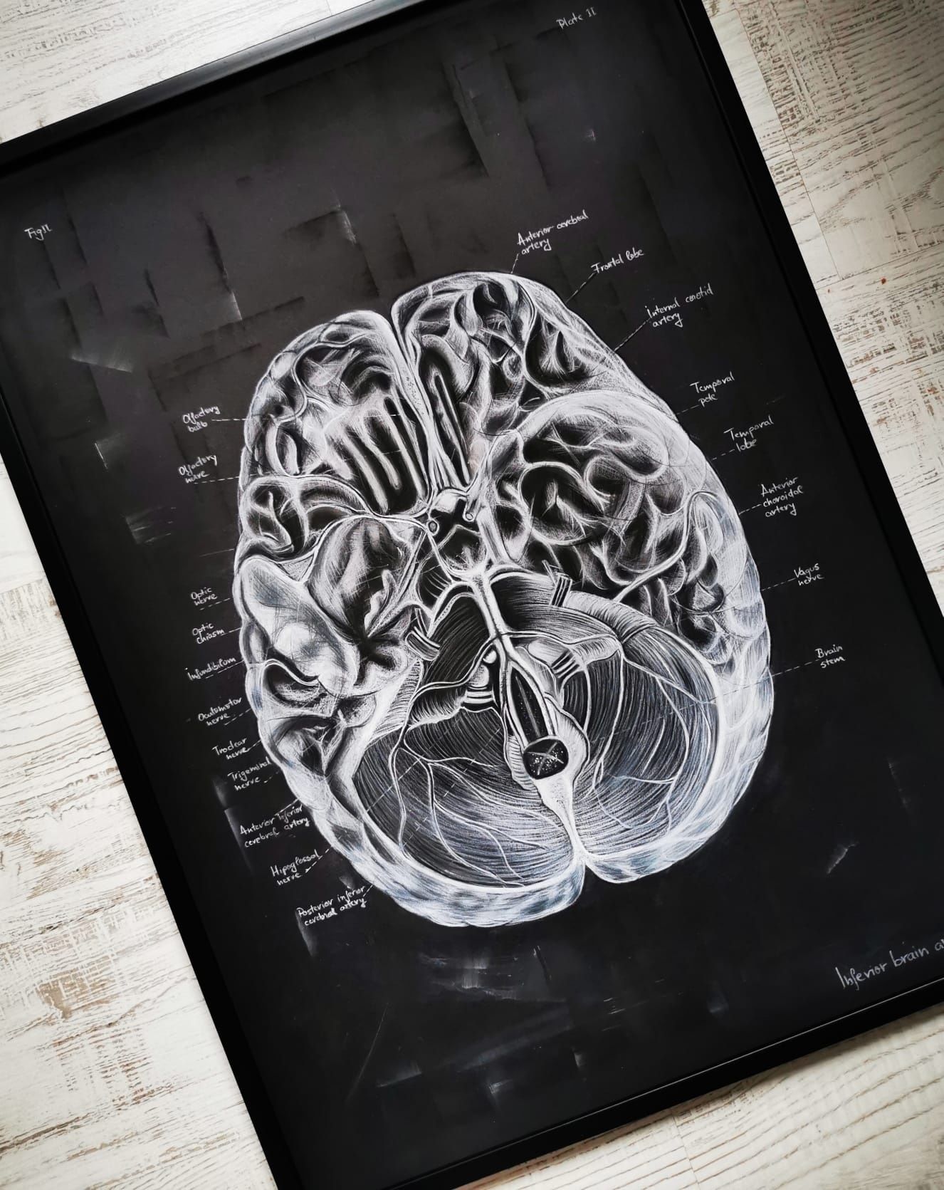Tablou Anatomia creierului