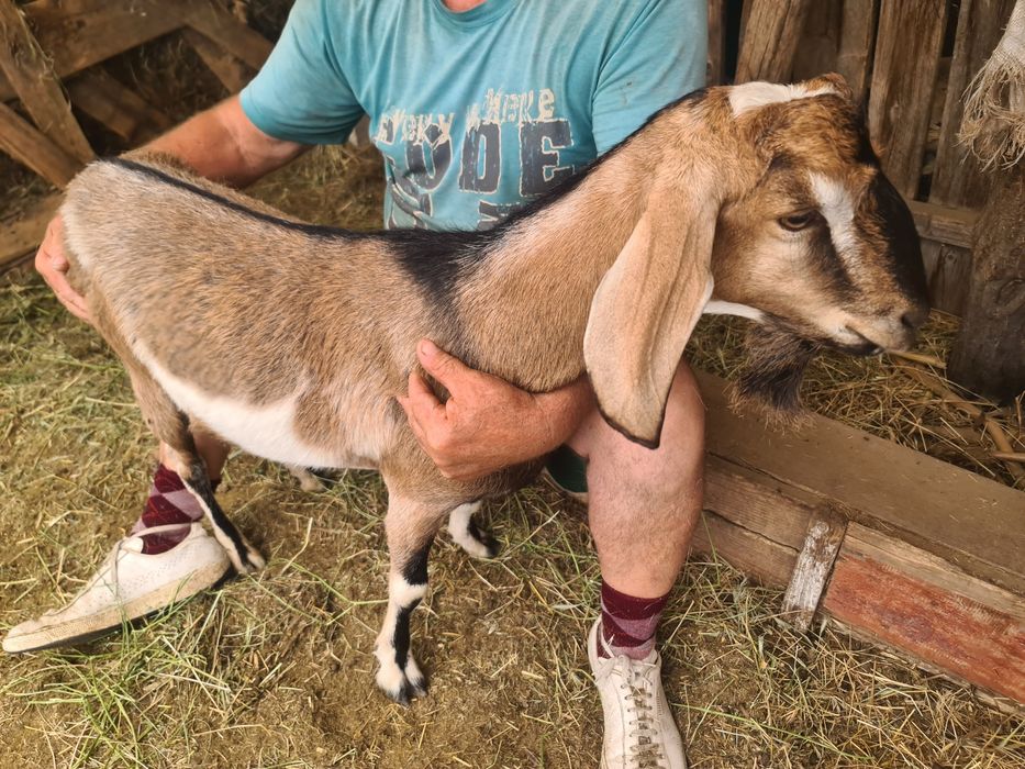 Țapi anglo-nubian si metis anglo cu saanen