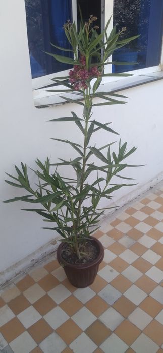 Tuvak gul katta soglom