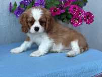 De vanzare mascul deosebit din rasa Cavalier king charles spaniel