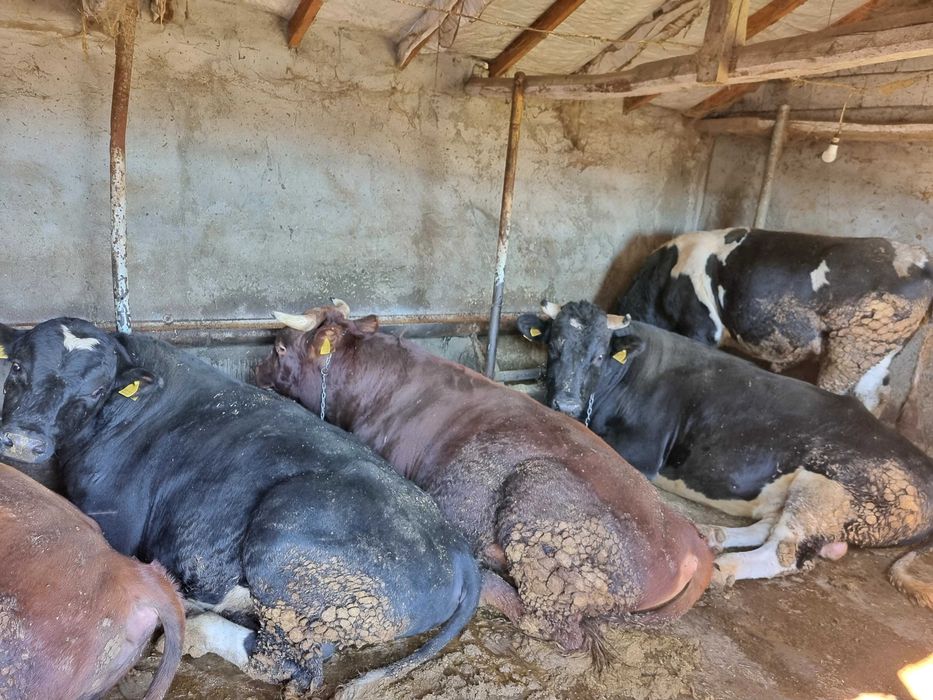 Мъжки угоени телета