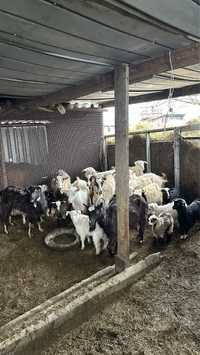 Продам полумолочных коз с козлятами