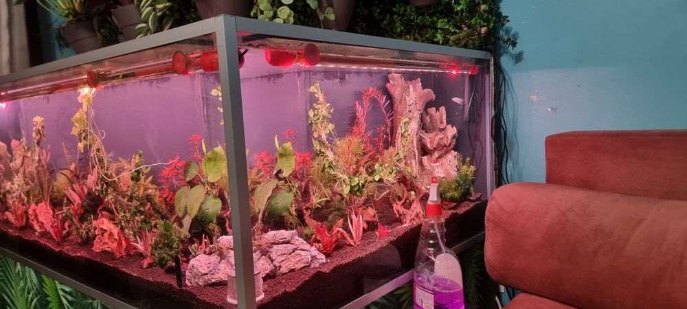 Urgent plante acvariu ,filtre ,lampe Chihiros..etc