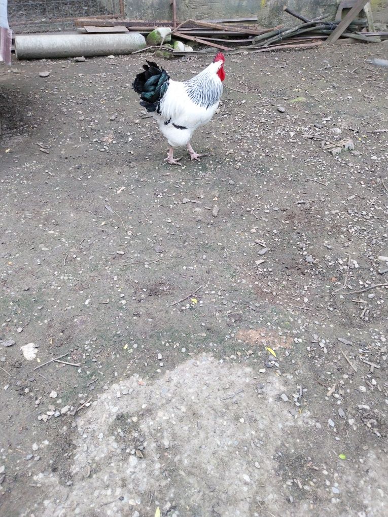 Vand gaini de casa rasa mixta