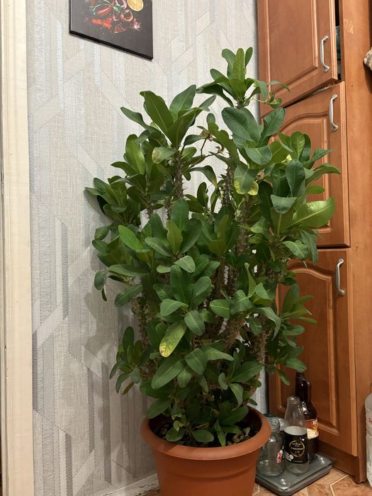 Цветы . Комнатные растения Молочай Миля