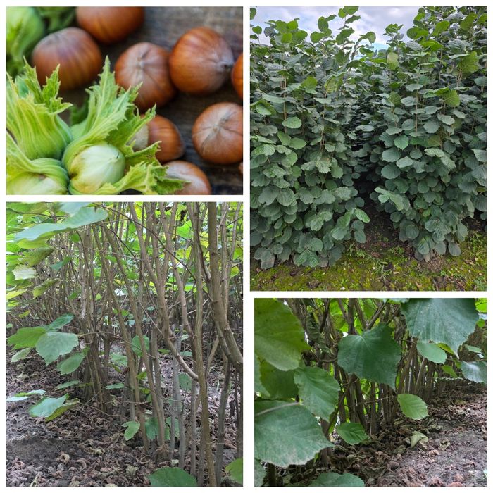 Aluni -rădăcină liberă - Bollwiler si Tonda Gentile Romana