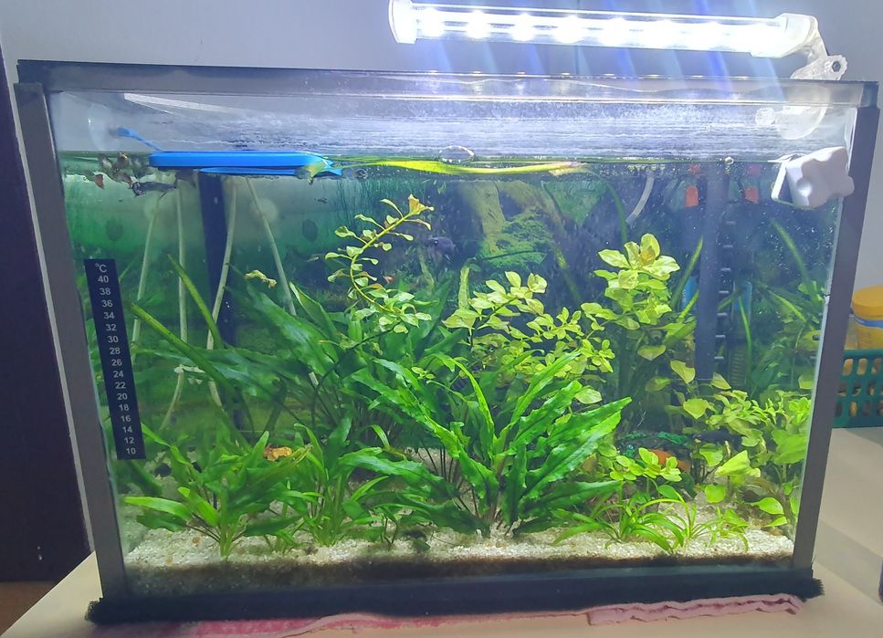 Vând acvariu de 40l cu tot cu plante, pesti și accesorii!!!