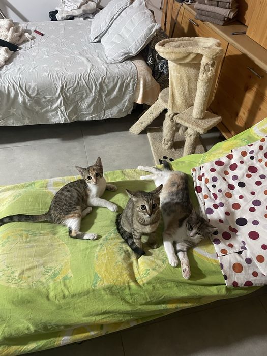 Pisicute spre adoptie