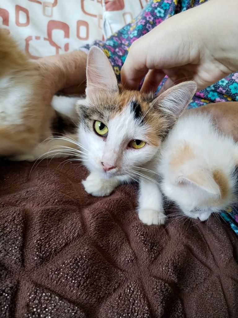 Бесплатно тегин котята и кошка
