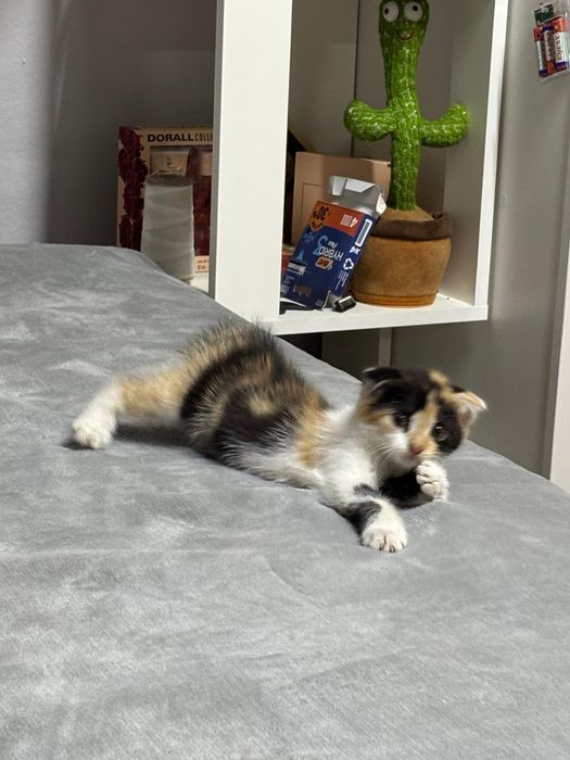 Кошечка бесплатно