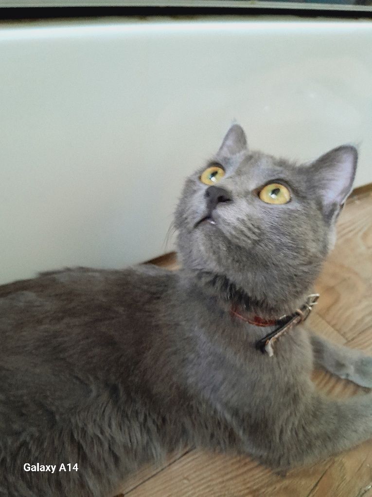 Scottish fold  (Кошка)