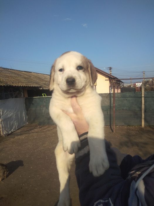 Mascul de Asia Centrala