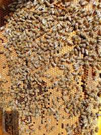 Vand 40 familii de albine