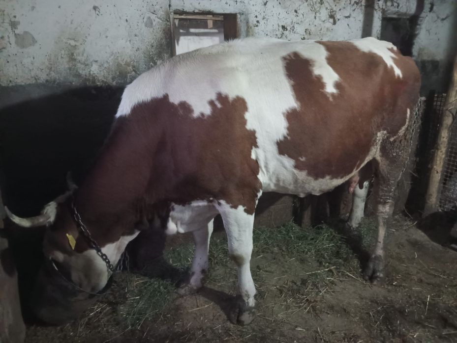 Vând vacă bălțată romaneasca