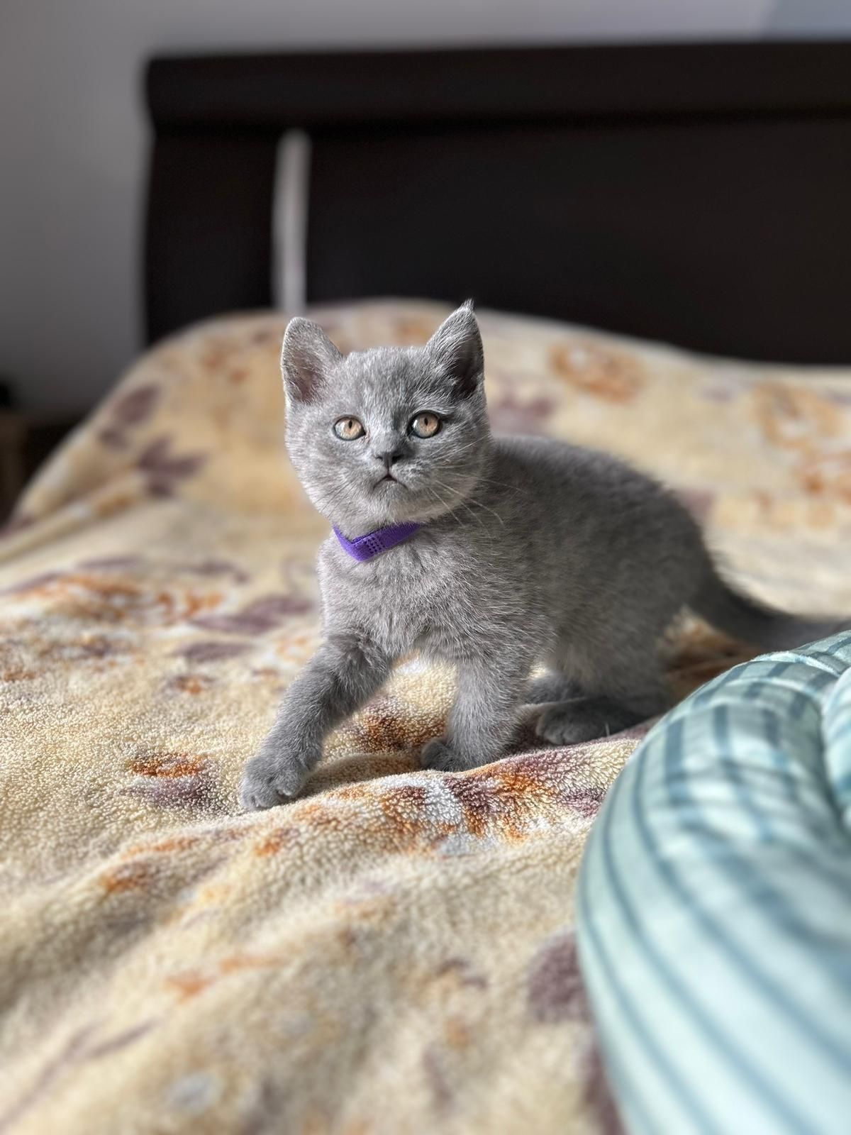 Pisicuti british shorthair