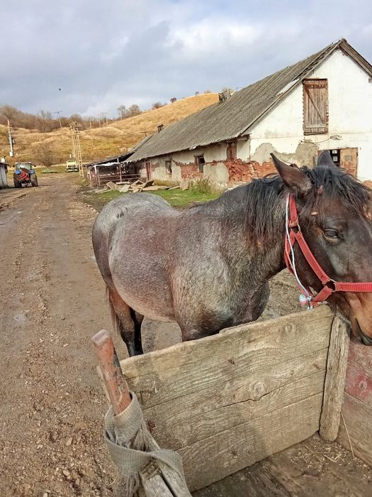 Vând sau schimb Mânz de un an și 4 luni forte cuminte