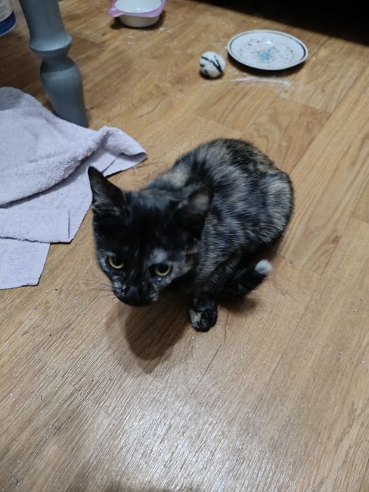 Отдам котенка девочку