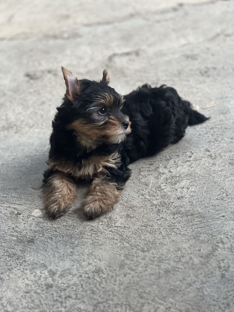 Femela yorkshire terrier
