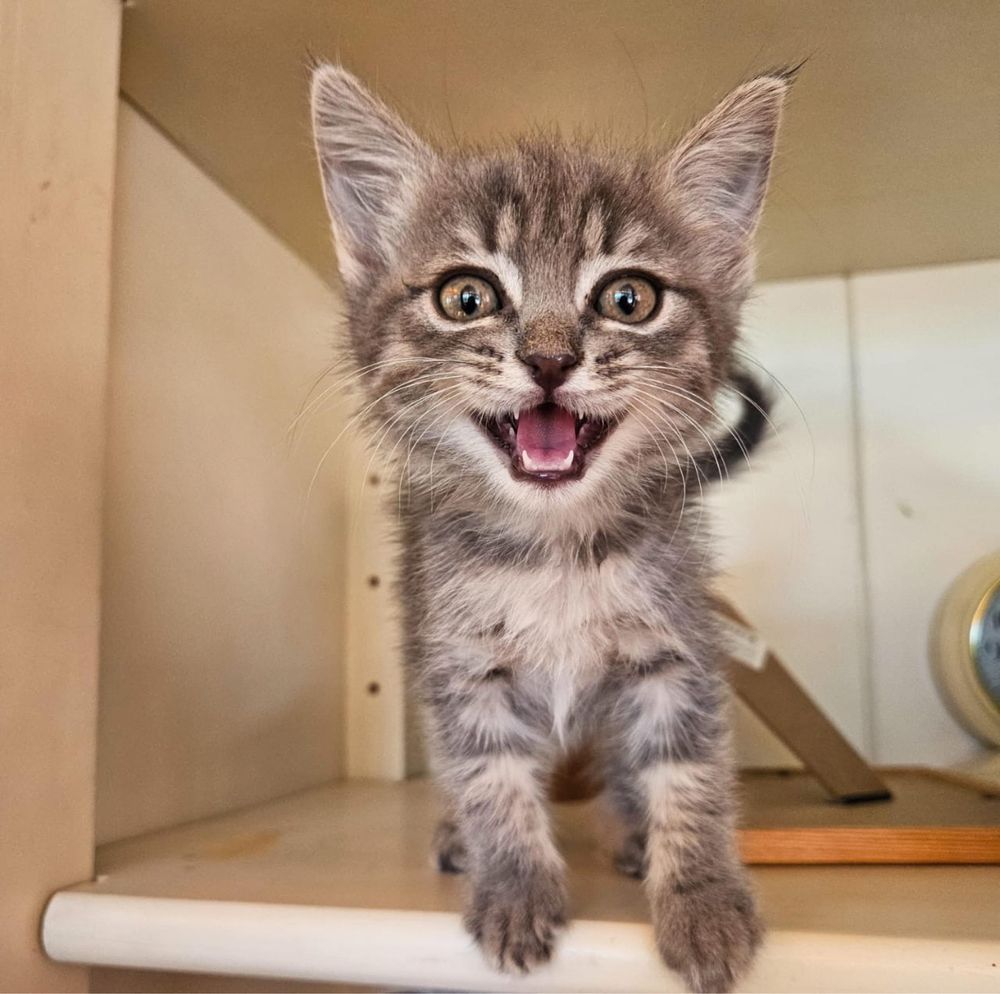 Котенок - девочка,  2 месяца
