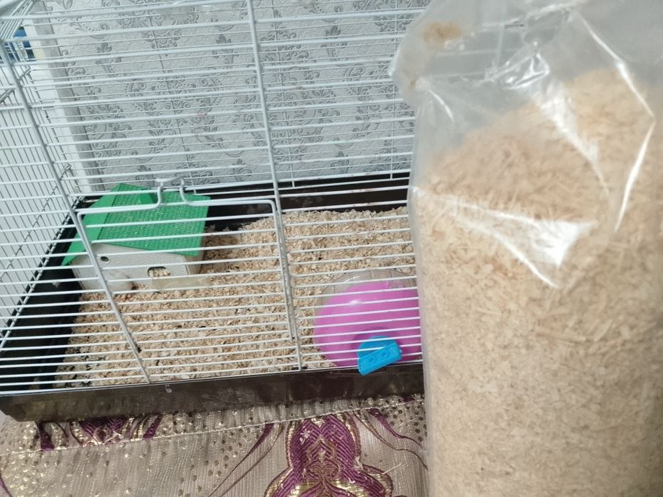 Продам белого хомяка 15000