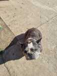 Donez bulldog francez