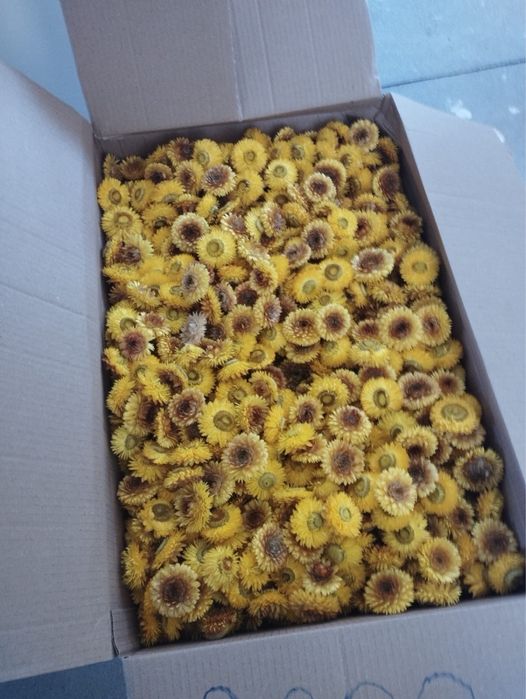 Flori de paie cultura din acest an