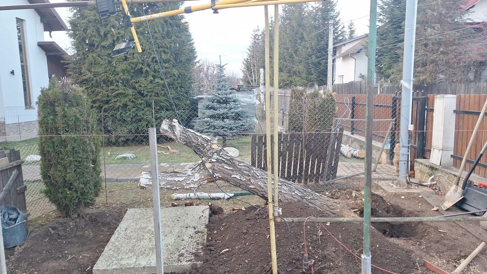 Vand Trunchi de mesteacan cu scop decorativ