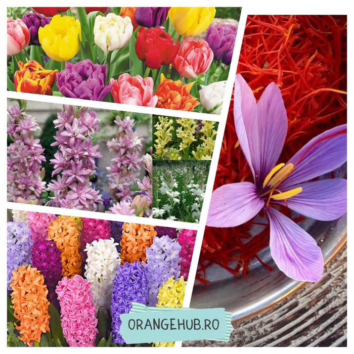Bulbi Sofran Tuberoze Zambile Lale Ghiocei Iris Narcise Bujor Branduse