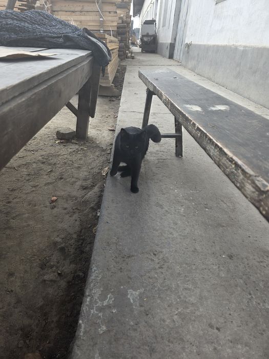 Мушук зато бошка