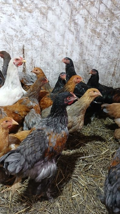 Cocoși italian ameraucana brahma tineret