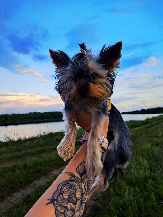 Йоркширский терьер