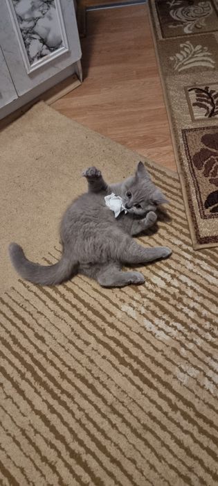 British shorthair lila