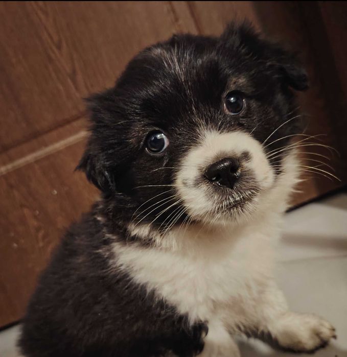 Donez pui de cățel!!!