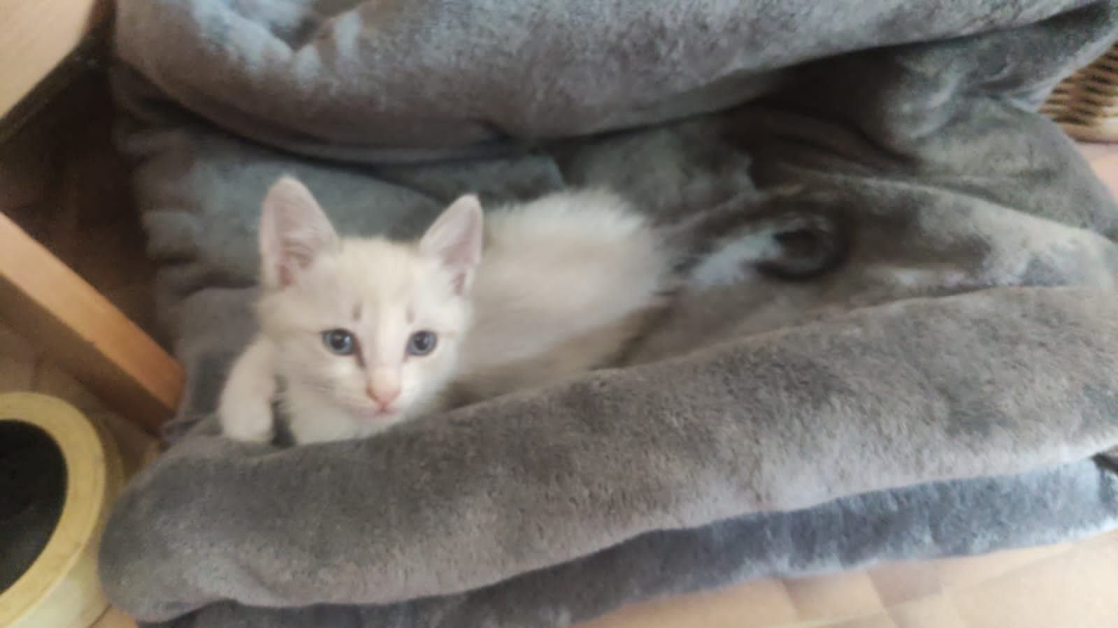 Котенок (мальчик)
