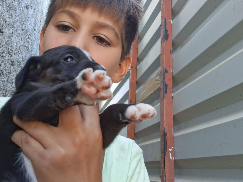 Donez cainii 3 fete 3 baieti