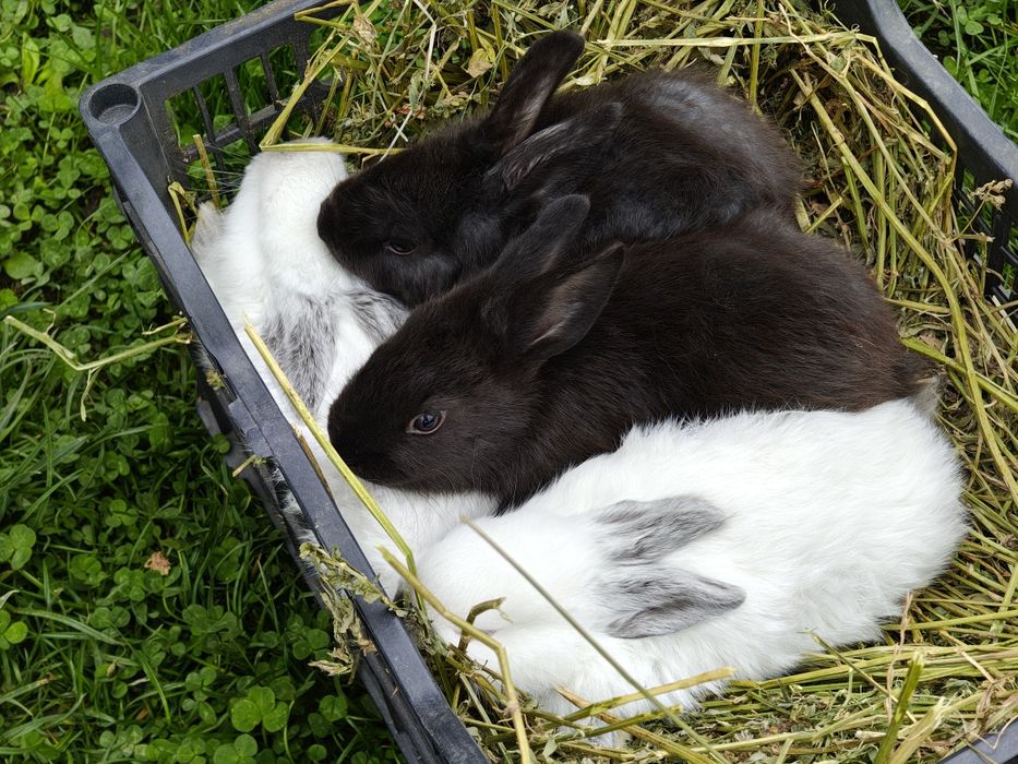 Vând iepuri californieni