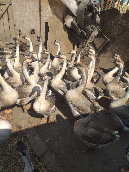 Disponibile Rasă Originală Gâște Chinezești!