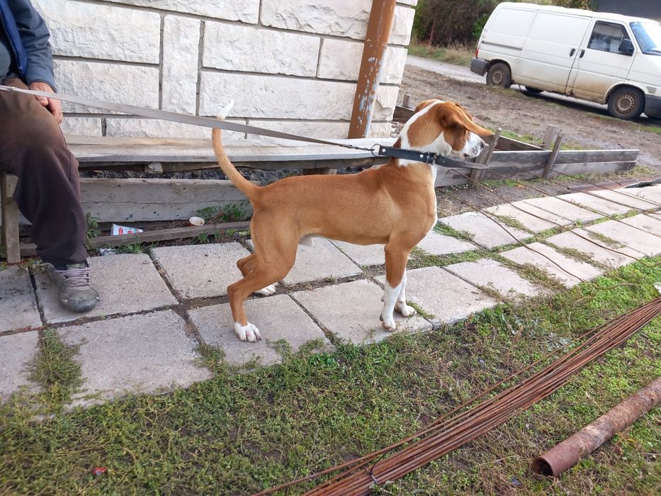 Сръбско Посавско гонче