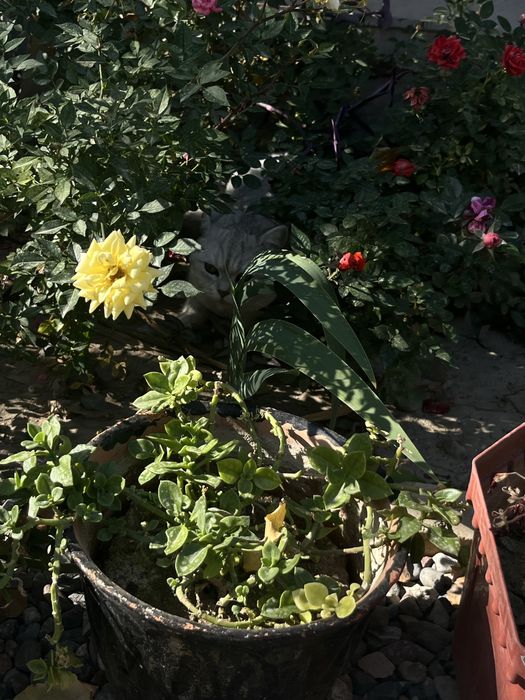 Вязка кота серебристая шиншилла