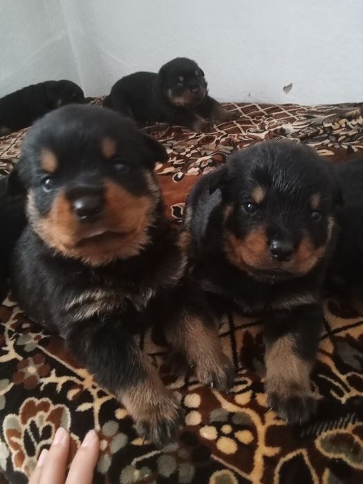 Продам щенков ротвейлера