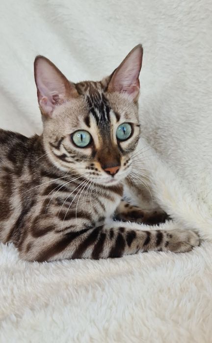 Бенгальская кошечка премиум класс