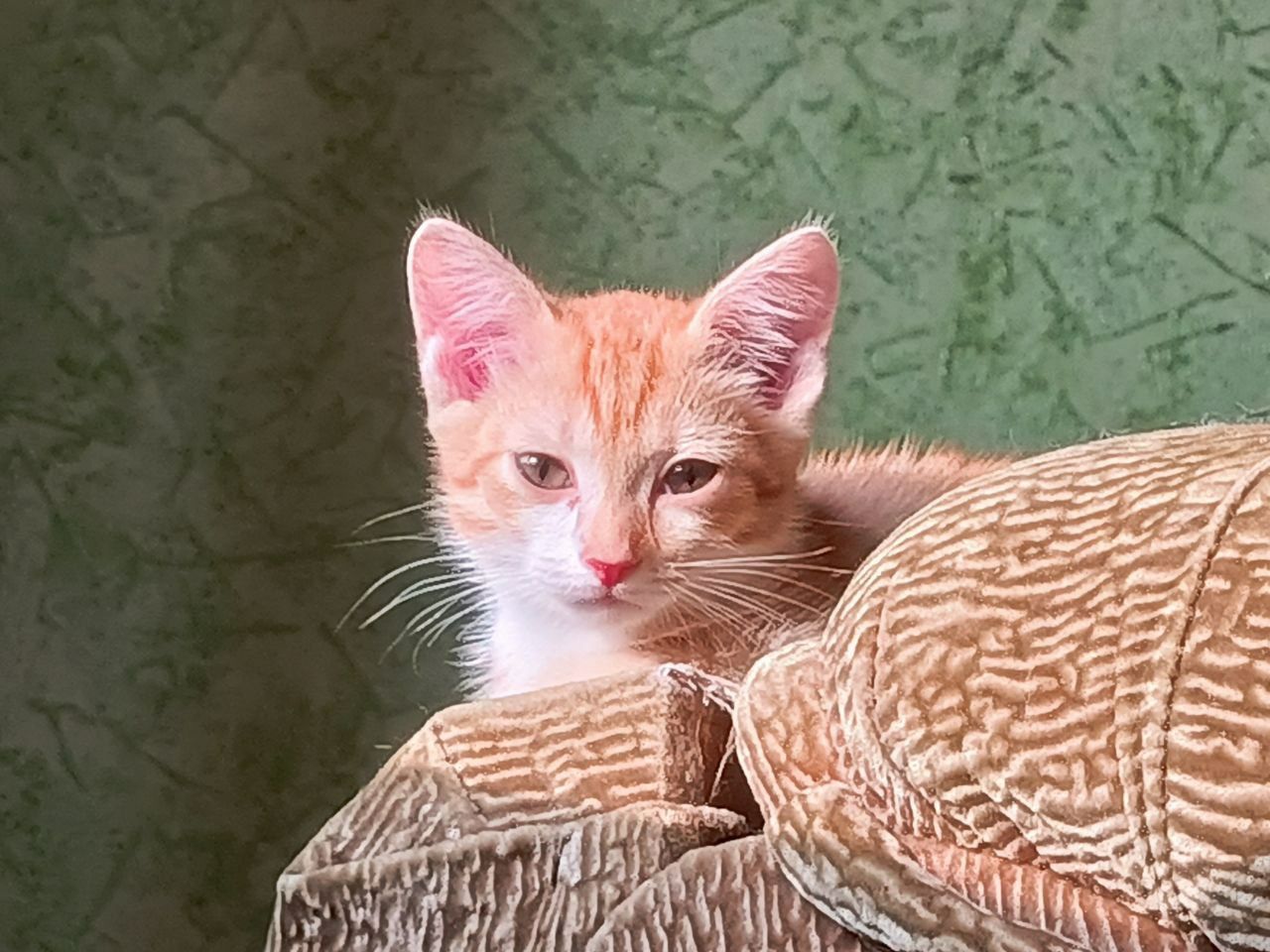 Отдам двухмесячных котят