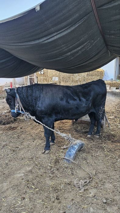 O'kizla sotiladi dish bizgan ikkisiyam