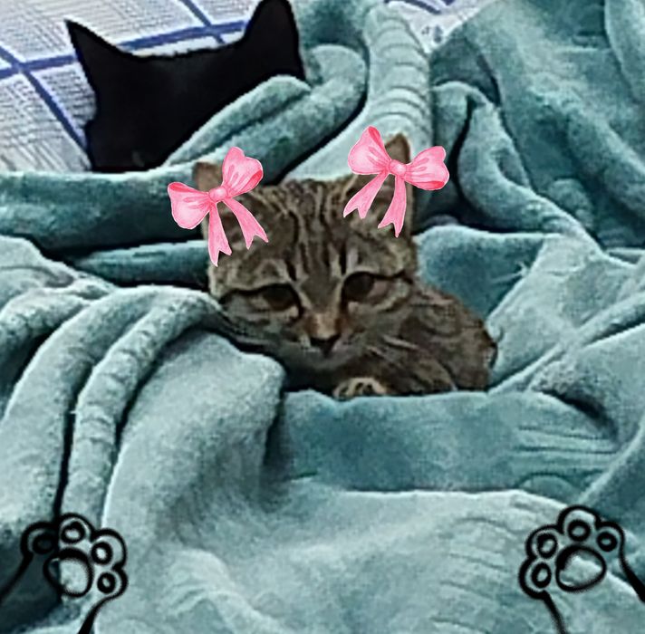 Породистый котёнок в добрые руки