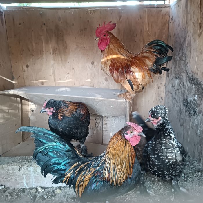 Япон тавук хурозлар сотилади