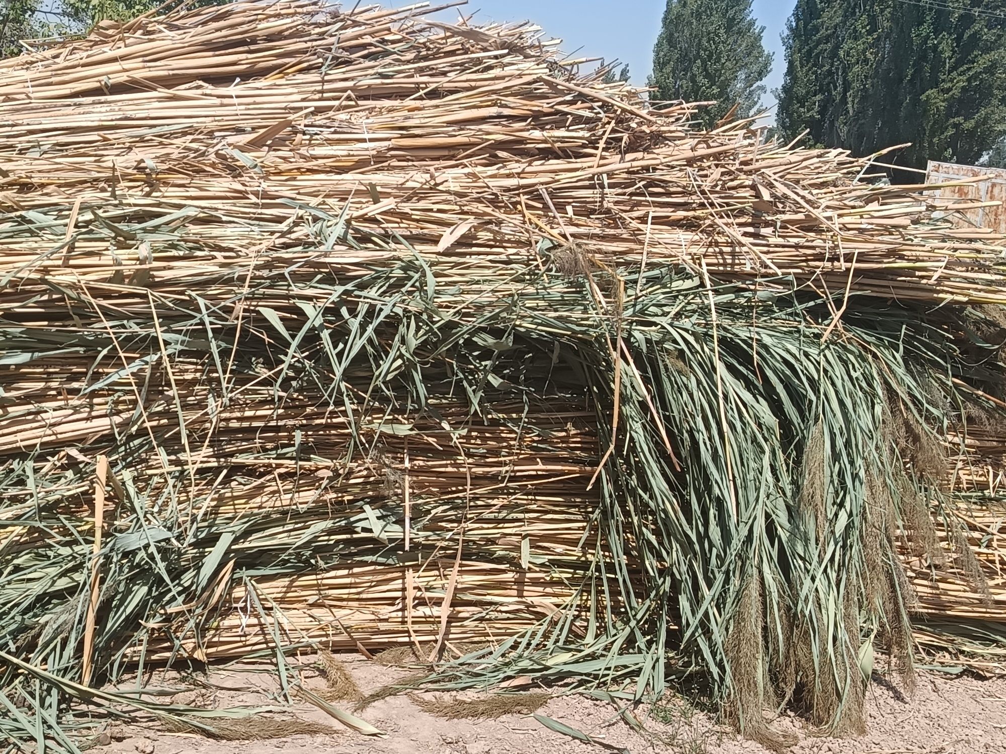 qamich lombazga 5-6 metirliy