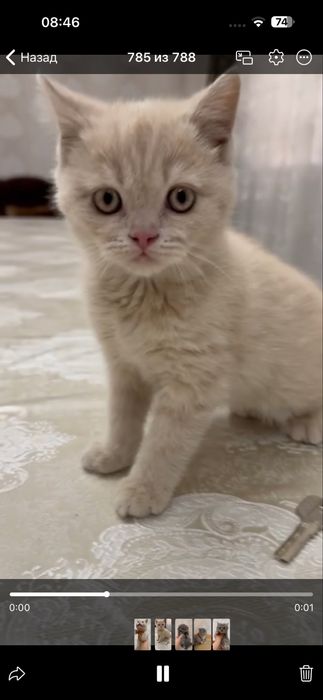 Продаётся британский страйт девочка