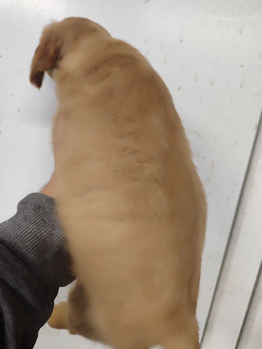 Donez cățelușa golden retriever