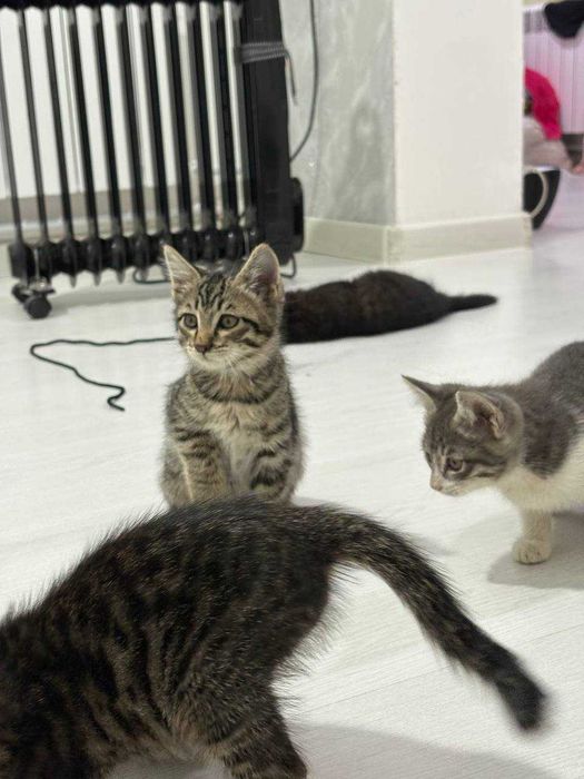 Продаются котята