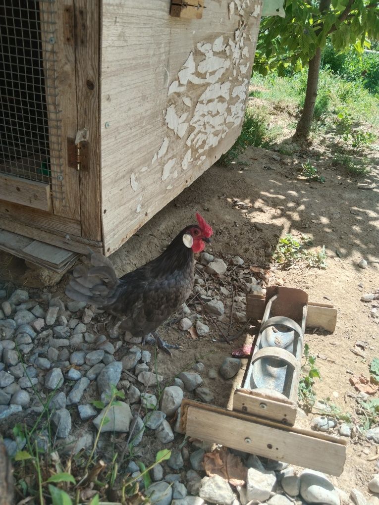 Пара Ява молодые .